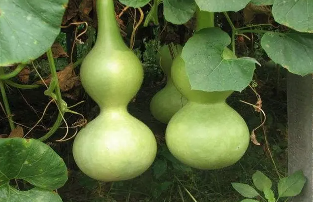 葫芦种植时间和方法_葫芦选栽种日常土种养护方法_葫芦种植的土壤要求