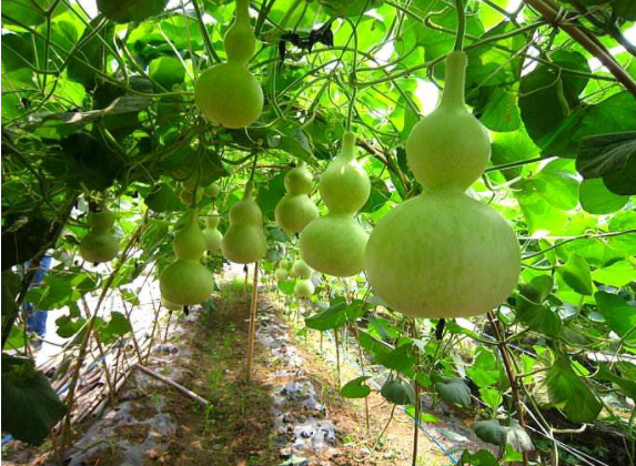 葫芦种植时间和方法_葫芦种植的土壤要求_葫芦选栽种日常土种养护方法