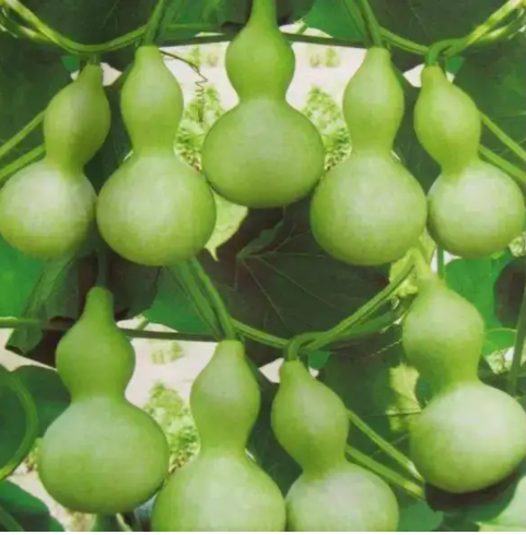 葫芦选栽种日常土种养护方法_葫芦种植的土壤要求_葫芦种植时间和方法