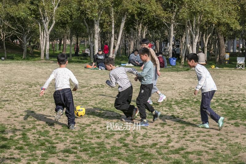 市区桂花公园春意盎然，放春假的小朋友们在草坪上踢足球。