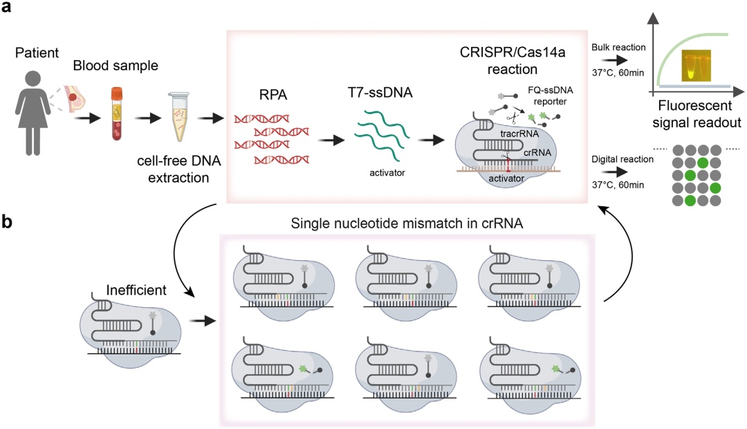 crRNA驅動級聯反應實現ctDNA中PIK3CA H1047R突變的超靈敏檢測