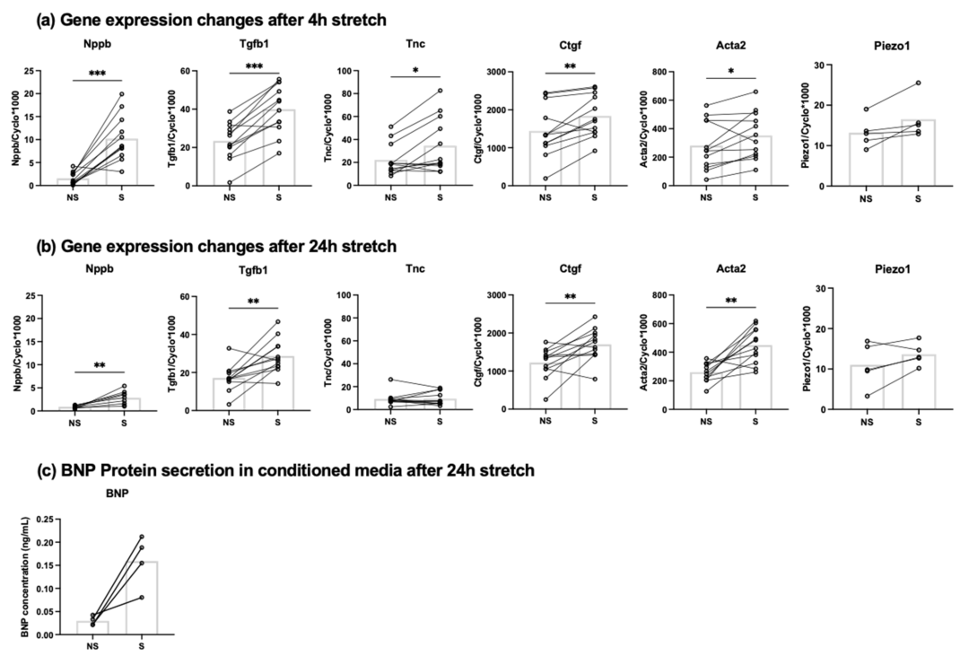 Piezo1 机械敏感离子通道介导成年大鼠心脏成纤维细胞中拉伸诱导的 Nppb 表达