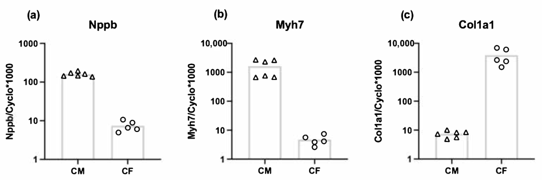 Piezo1 机械敏感离子通道介导成年大鼠心脏成纤维细胞中拉伸诱导的 Nppb 表达