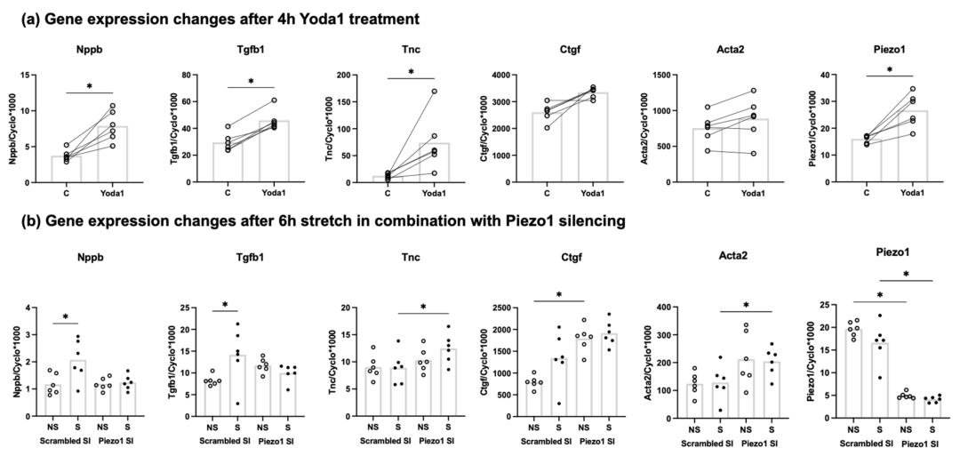 Piezo1 机械敏感离子通道介导成年大鼠心脏成纤维细胞中拉伸诱导的 Nppb 表达