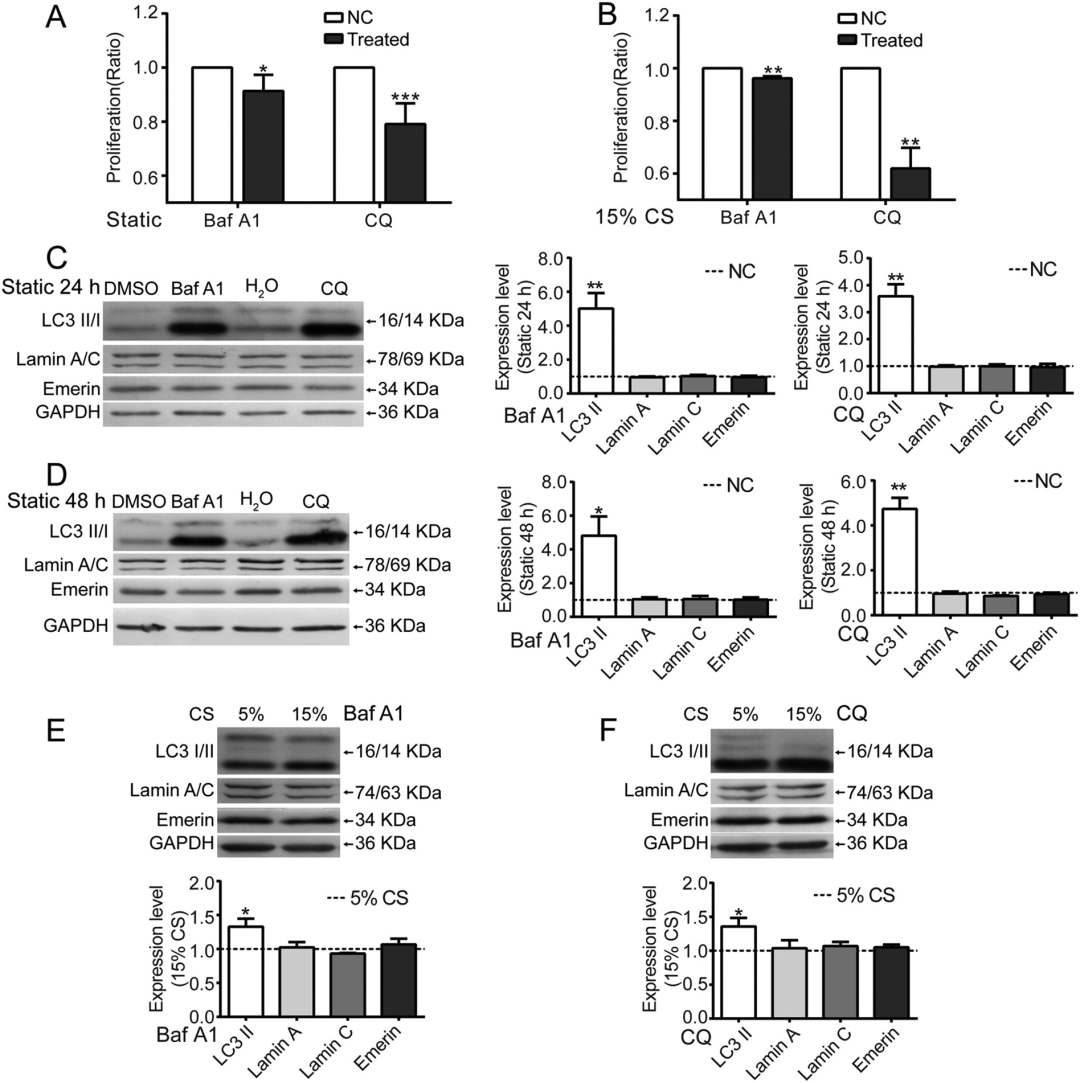 在循环拉伸应用期间，抑制的核包膜蛋白激活血管平滑肌细胞的自噬