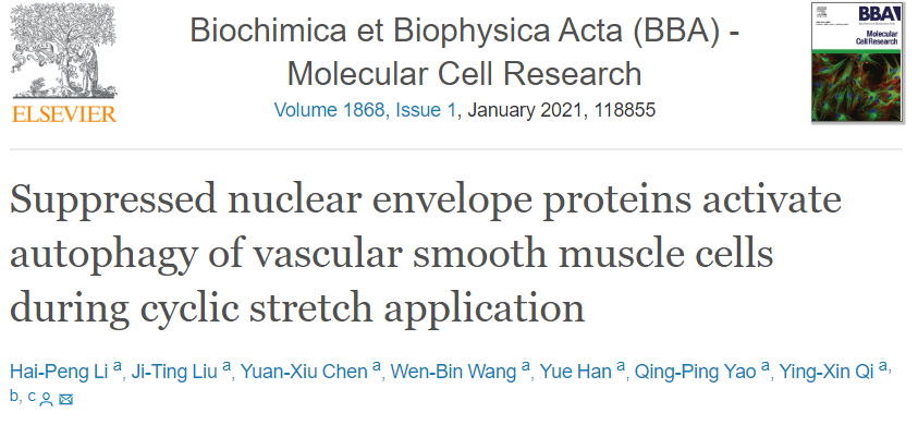 在循环拉伸应用期间，抑制的核包膜蛋白激活血管平滑肌细胞的自噬