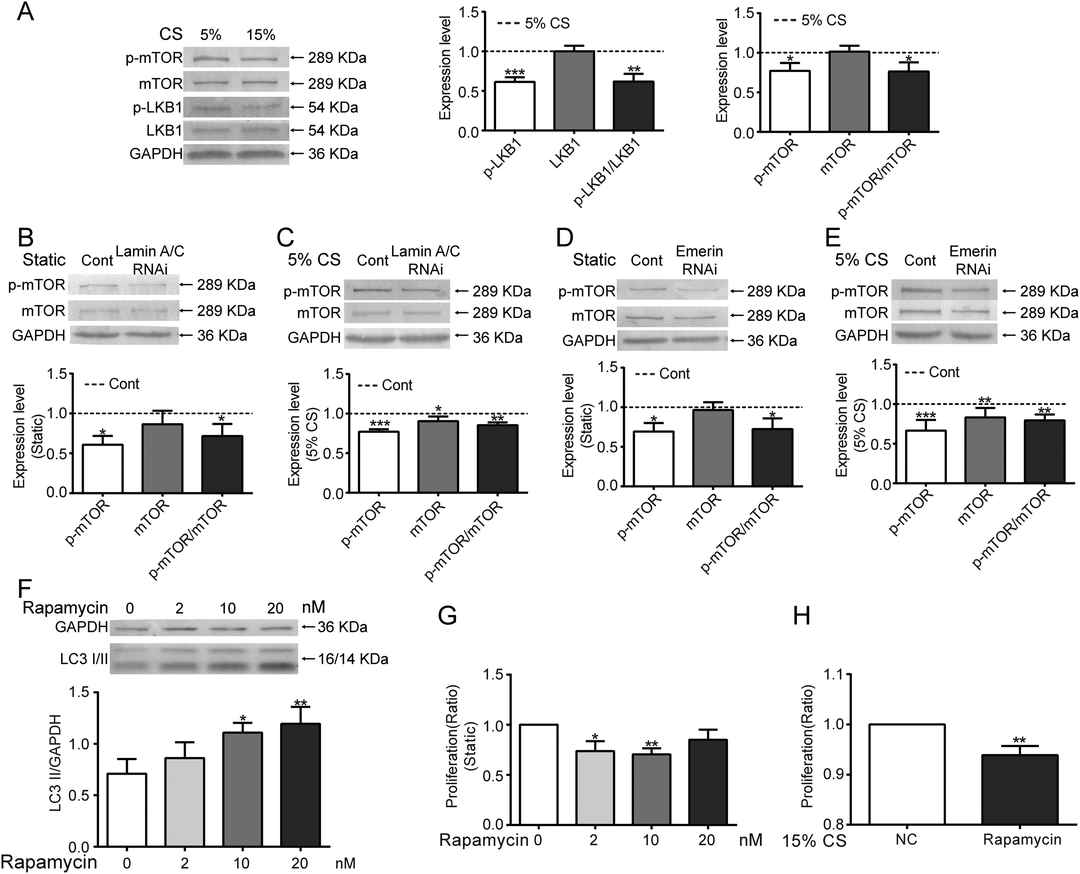 在循环拉伸应用期间，抑制的核包膜蛋白激活血管平滑肌细胞的自噬