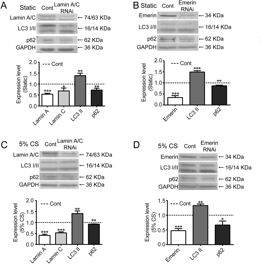 在循环拉伸应用期间，抑制的核包膜蛋白激活血管平滑肌细胞的自噬