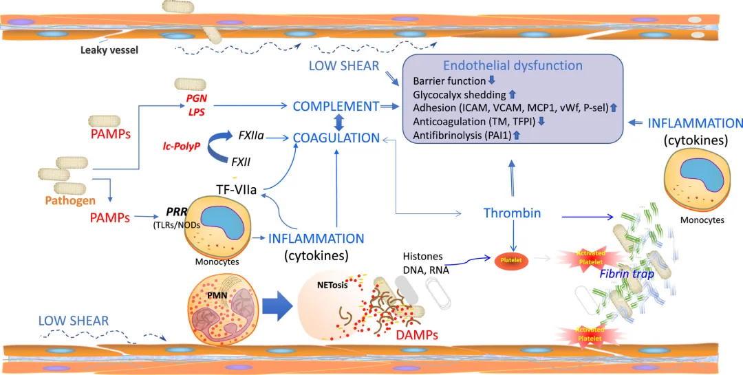 脓毒症期间内皮剪切应力对血流动力学、炎症、凝血和糖萼的作用