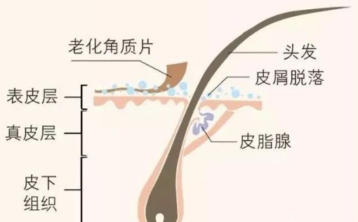 一份非常详细的头皮护理秘诀！