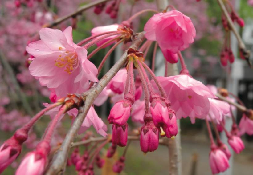 樱花种类繁多,包括种间杂交在内,有100多种樱花栽培品种.