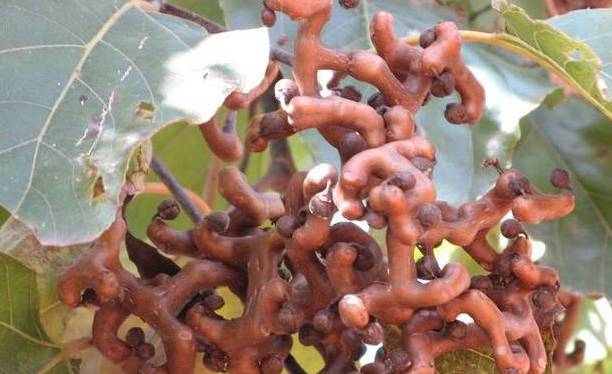 宜丰农村山上的这种野果,效果竟如此惊人.吃过的举手!