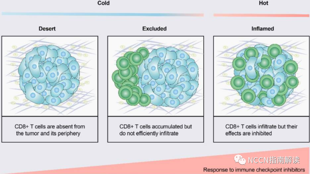 pt床怎么拆卸通过改善 T 细胞浸润将冷肿瘤转变为热肿瘤_https://www.jmylbn.com_新闻资讯_第5张