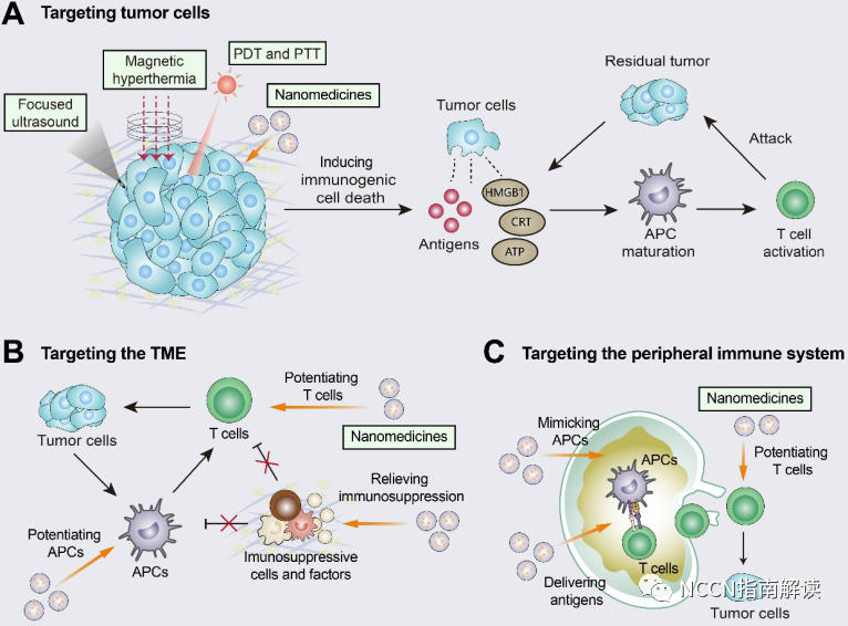 pt床怎么拆卸通过改善 T 细胞浸润将冷肿瘤转变为热肿瘤_https://www.jmylbn.com_新闻资讯_第40张