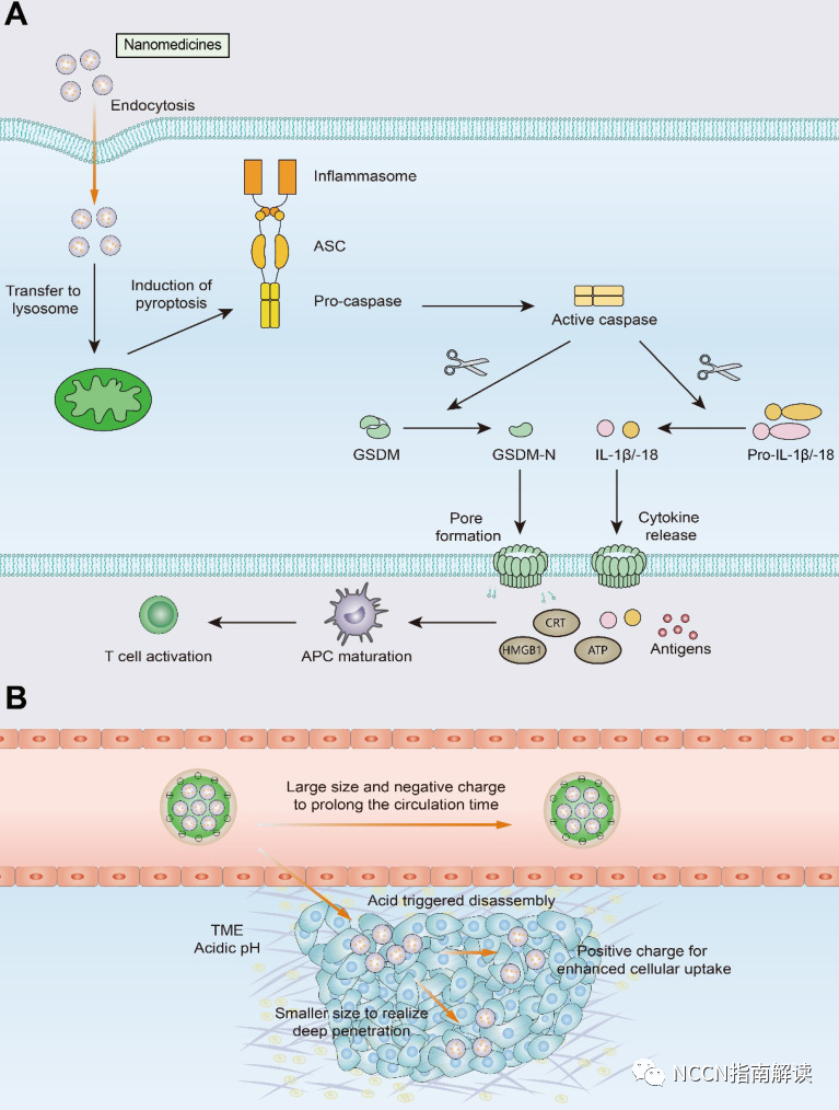 pt床怎么拆卸通过改善 T 细胞浸润将冷肿瘤转变为热肿瘤_https://www.jmylbn.com_新闻资讯_第46张