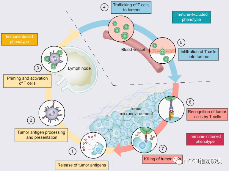 pt床怎么拆卸通过改善 T 细胞浸润将冷肿瘤转变为热肿瘤_https://www.jmylbn.com_新闻资讯_第7张