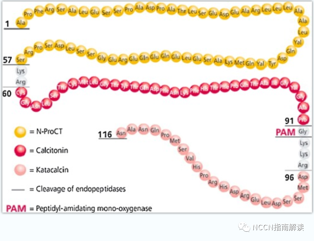 降钙素原测定是什么降钙素原（PCT）的临床意义-文献学习-（2023-1-29）_https://www.jmylbn.com_新闻资讯_第2张