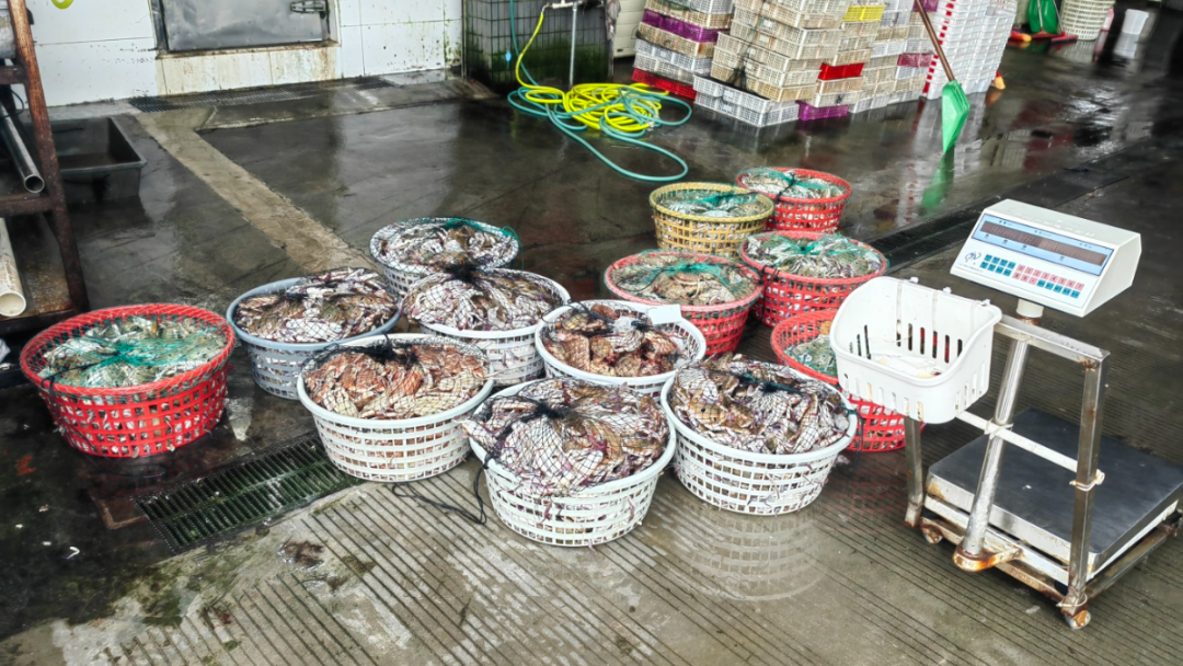 现场查获的13筐螃蟹.jpg