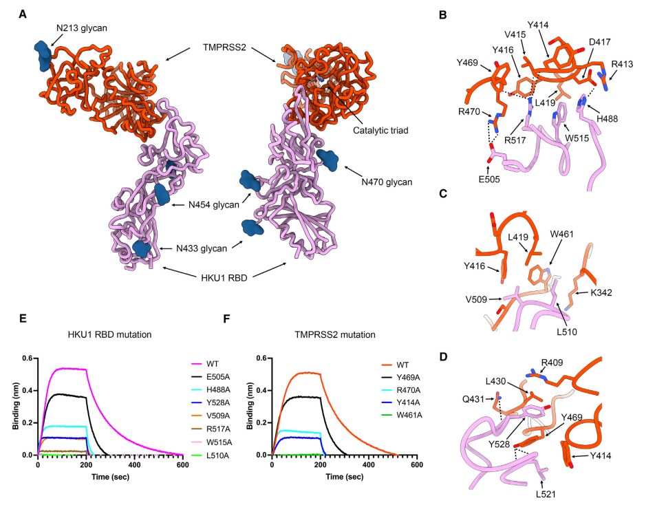 三篇背靠背《Cell》，都離不開(kāi)Octet...