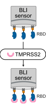 三篇背靠背《Cell》，都離不開(kāi)Octet...