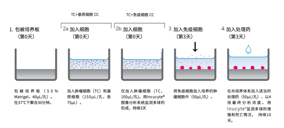 多球共培养3d肿瘤试验实时活细胞分析