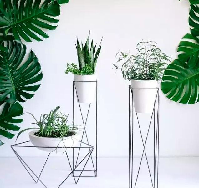 8种貌美又好养的植物，堪称懒人居家必备！