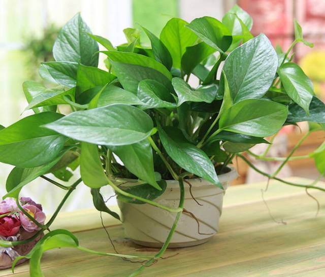 想让绿萝爆盆，可以这么做！