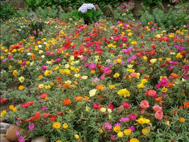 7種可以鋪在地上生長的不死花卉，新手也能養成一大片地毯花 家居 第5張