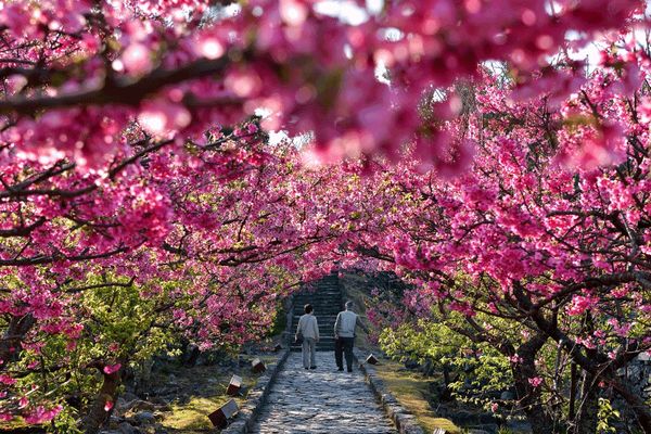 2019沖繩賞櫻攻略 | 1月，遇見全日本最早盛開的櫻花～ 旅行 第16張