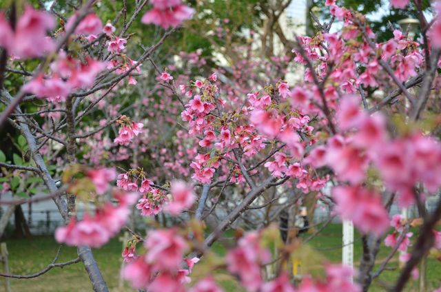 2019沖繩賞櫻攻略 | 1月，遇見全日本最早盛開的櫻花～ 旅行 第33張