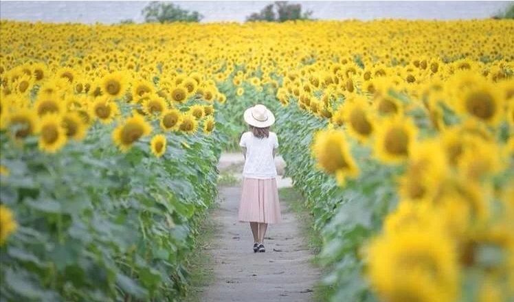 櫻花季除了去日本賞櫻，這些美炸的拍照聖地也值得打卡！ 未分類 第34張