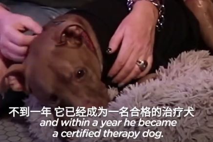 比特犬遭虐待掉12顆牙齒，被救後竟成為…… 寵物 第3張