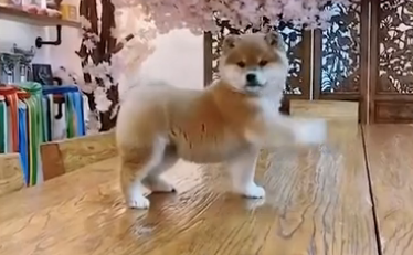 真喜庆!小柴犬自创“舞狮”动作,太可爱啦!~-微信头条网 真喜庆!小柴犬自创“舞狮”动作,太可爱啦!~