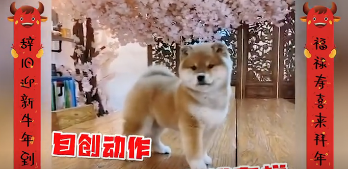 真喜庆!小柴犬自创“舞狮”动作,太可爱啦!~-微信头条网 真喜庆!小柴犬自创“舞狮”动作,太可爱啦!~