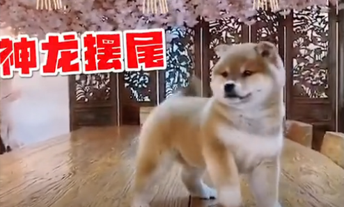 真喜庆!小柴犬自创“舞狮”动作,太可爱啦!~-微信头条网 真喜庆!小柴犬自创“舞狮”动作,太可爱啦!~
