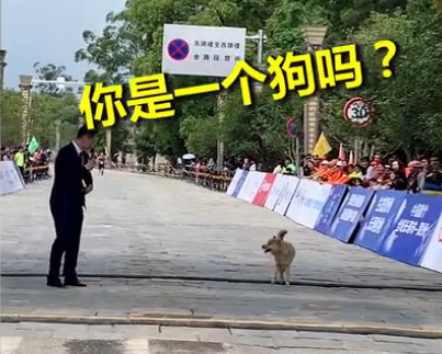 狗子乱入马拉松赛道,跑到终点时竟被“采访”…-微信头条网 狗子乱入马拉松赛道,跑到终点时竟被“采访”…