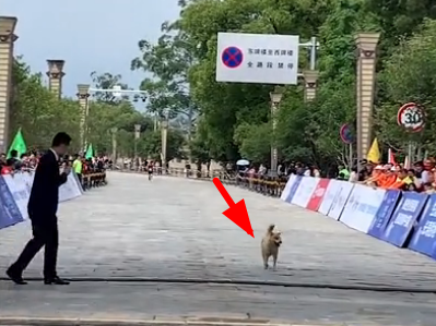 狗子乱入马拉松赛道,跑到终点时竟被“采访”…-微信头条网 狗子乱入马拉松赛道,跑到终点时竟被“采访”…