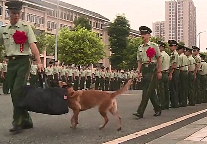 警犬緊咬訓導員背包不松，他們之間，是生死之交啊 寵物 第6張