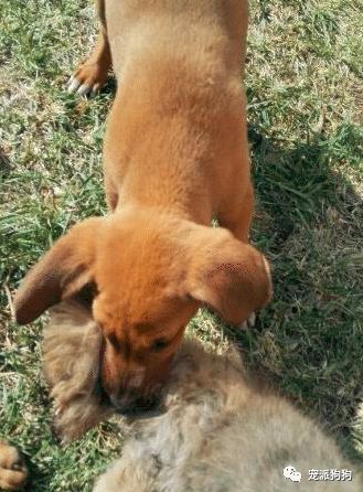 男子飼養比特犬咬死流浪狗，他說是為了孩子？ 寵物 第2張