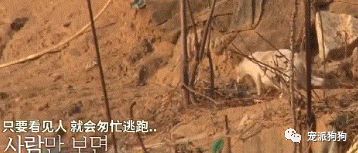 狗媽媽目睹生下了的三隻孩子相繼死掉，最後一隻一定要努力地活下來！ 寵物 第2張