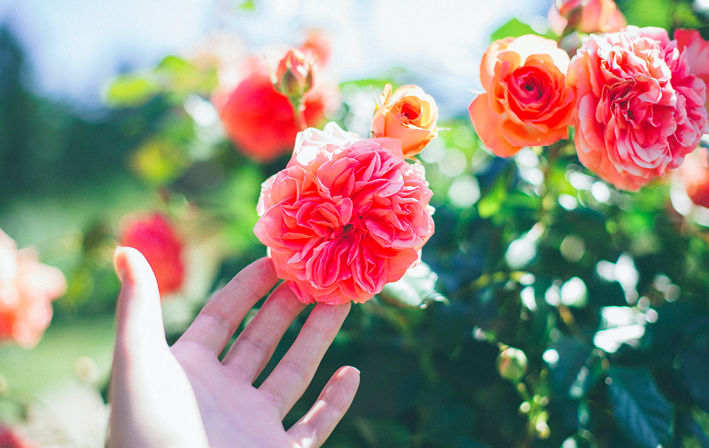 花开心灵驿站 自由微信 Freewechat