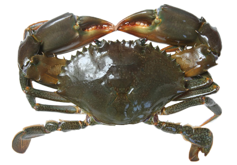 å¾ç