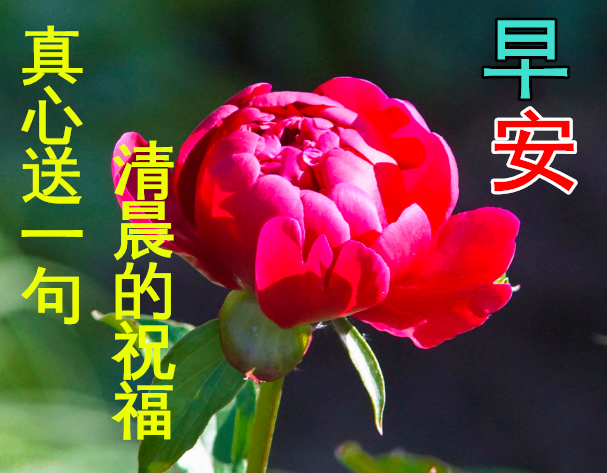 早上问候表情包_美女早上问候表情包_问候表情包