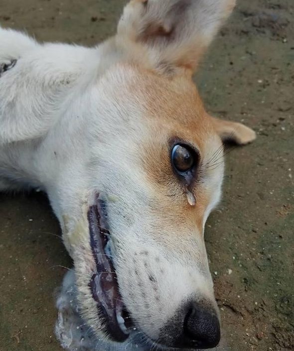 狗狗半夜吠叫不停,他不以为然,谁知第二天早晨就看到了狗狗的惨状