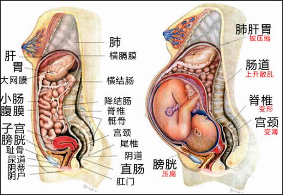 肠子和子宫的位置图片图片
