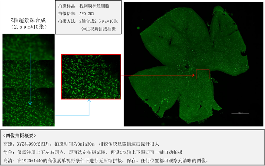 【生命科學(xué)領(lǐng)域必看】多彩熒光世界指南