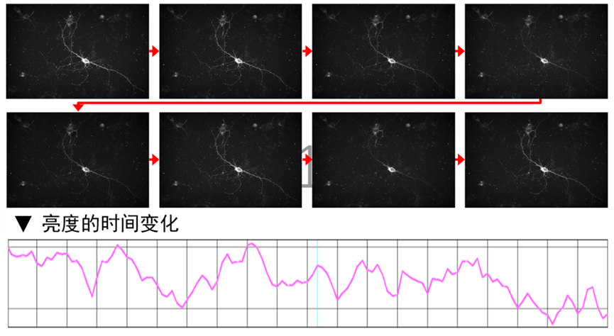 【生命科學(xué)領(lǐng)域必看】多彩熒光世界指南