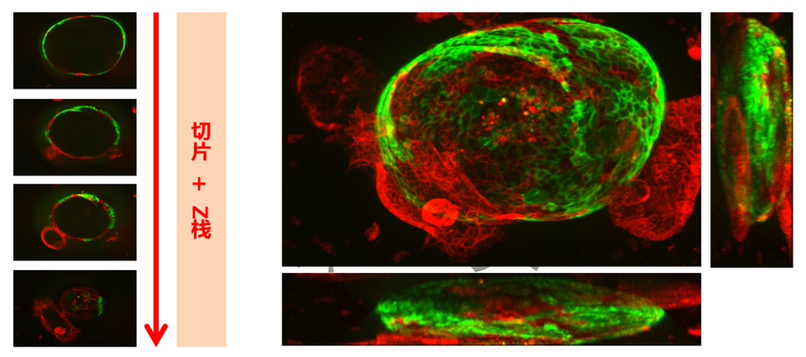 【生命科學(xué)領(lǐng)域必看】多彩熒光世界指南