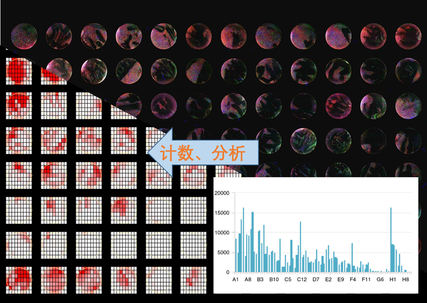 【生命科學(xué)領(lǐng)域必看】多彩熒光世界指南
