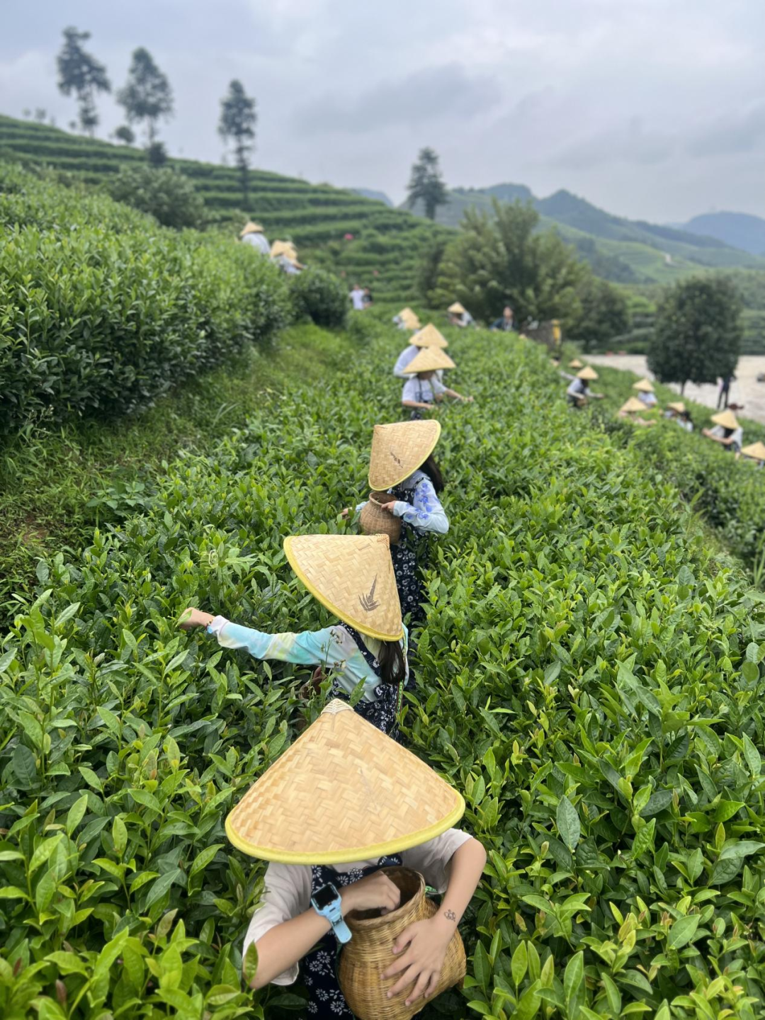 7万游客解锁丹寨茶文旅融合新图景!